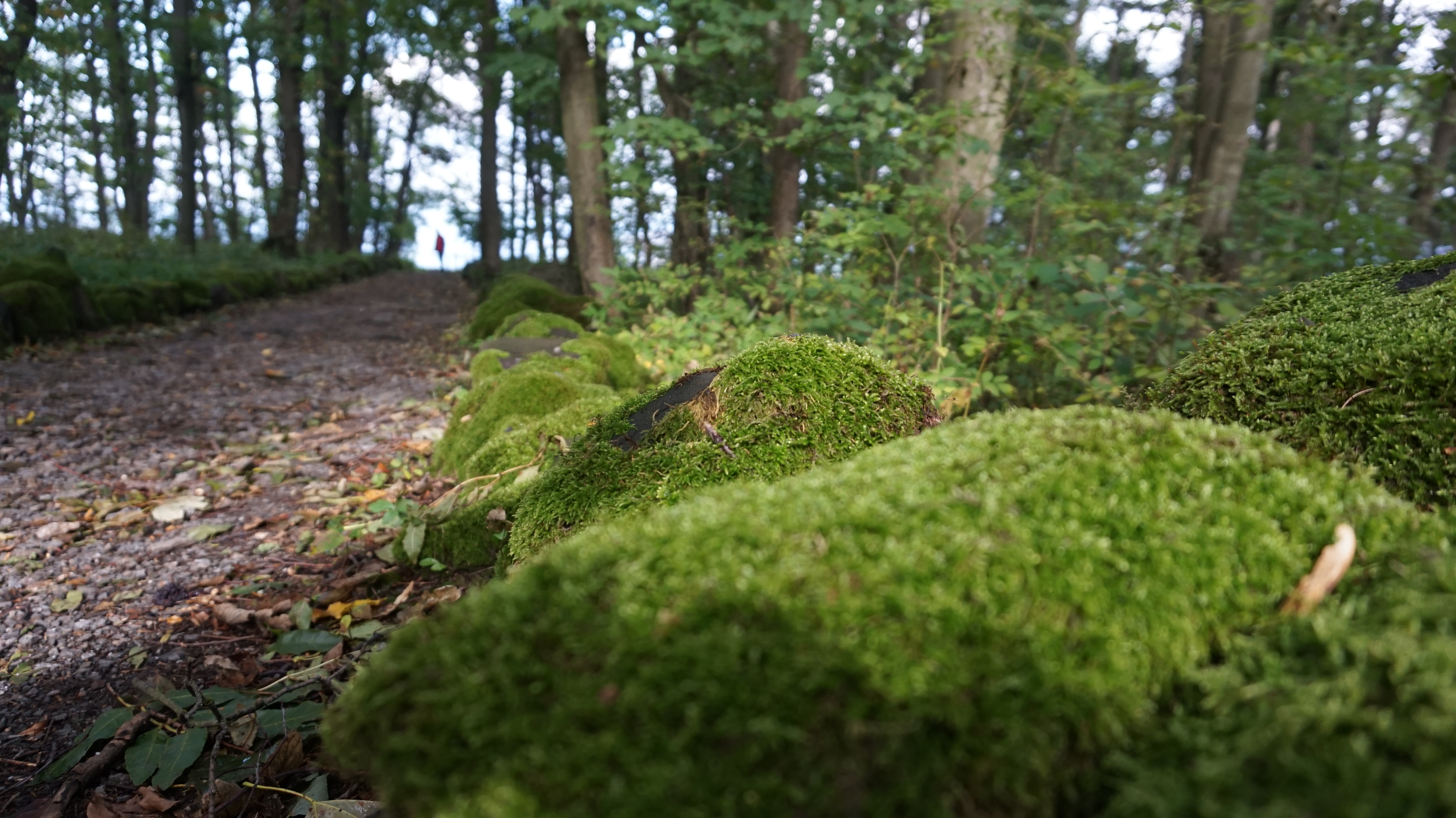 In der Nähe des Hotel Crottendorf im Wald findet man Morsch