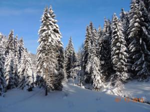 Crottendorf Wald mit Schnee